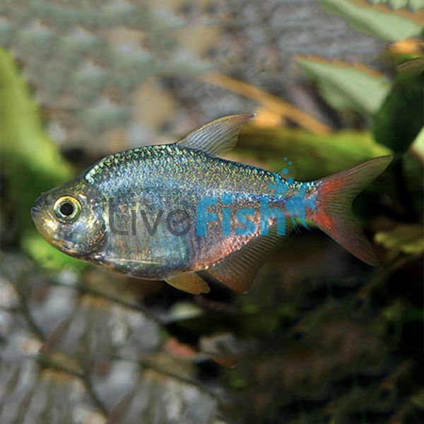 Red-Blue Columbian Tetra 3.5cm