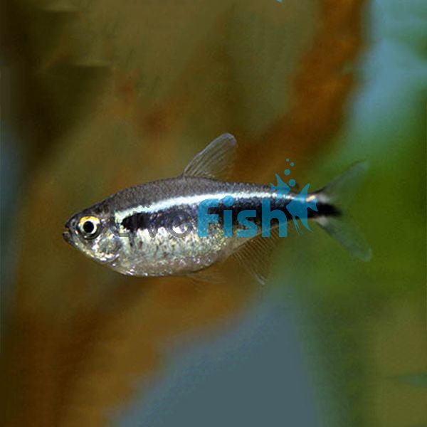 Diamond Black Neon Tetra 3cm