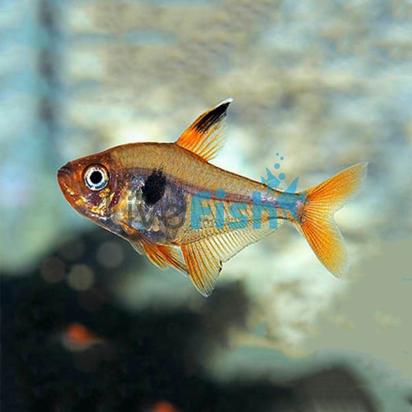 Red Phantom Tetra 2.5cm