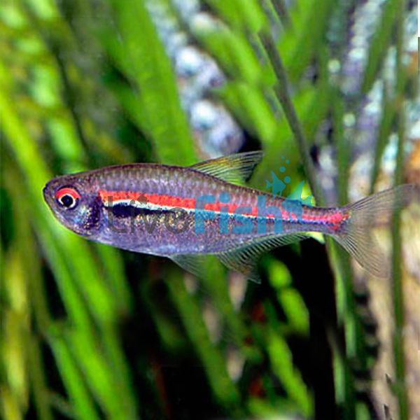 Scarlet (Amapa) Tetra 3cm