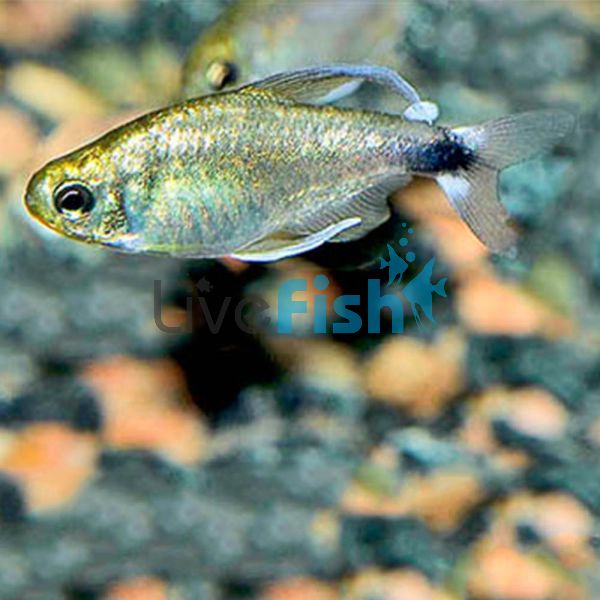 Reed Tetra 3cm