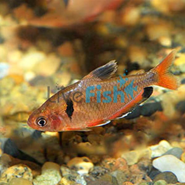 Serpae Tetra 3.5cm