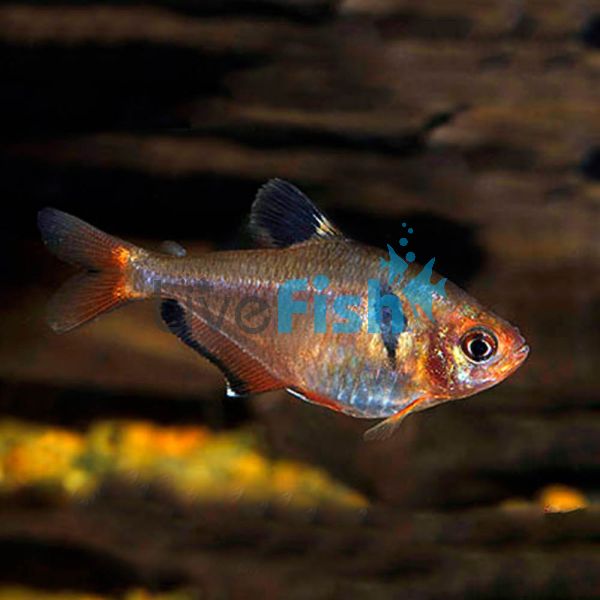 Serpae Tetra 3cm