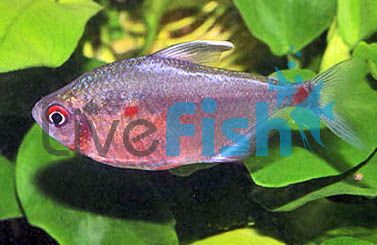 Socolof's Bleeding Heart Tetra 3cm