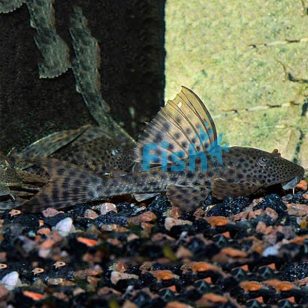Plecostomus Catfish 6cm