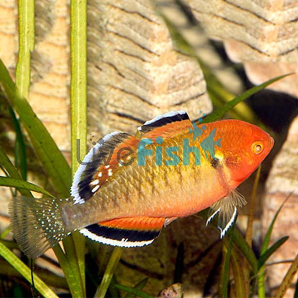 Empire Gudgeon 4.5cm