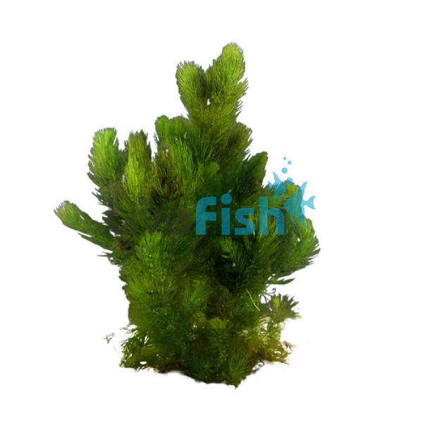 Hornwort Bunch