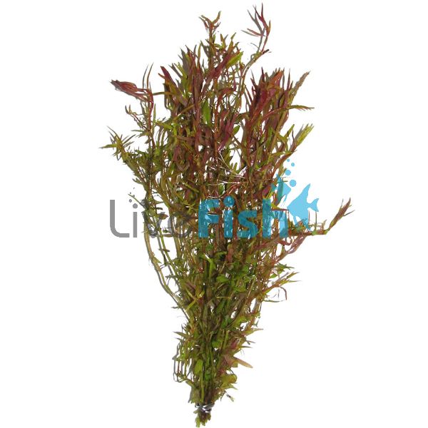 Rotala H'ra Rotala Rotundifolia