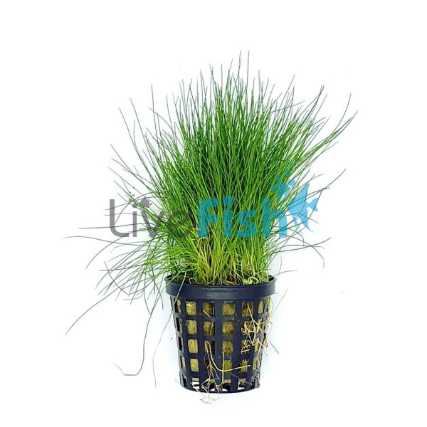 Hairgrass - Dwarf Pot