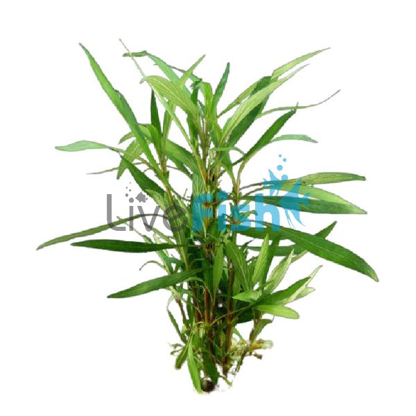 Hygrophila Willow