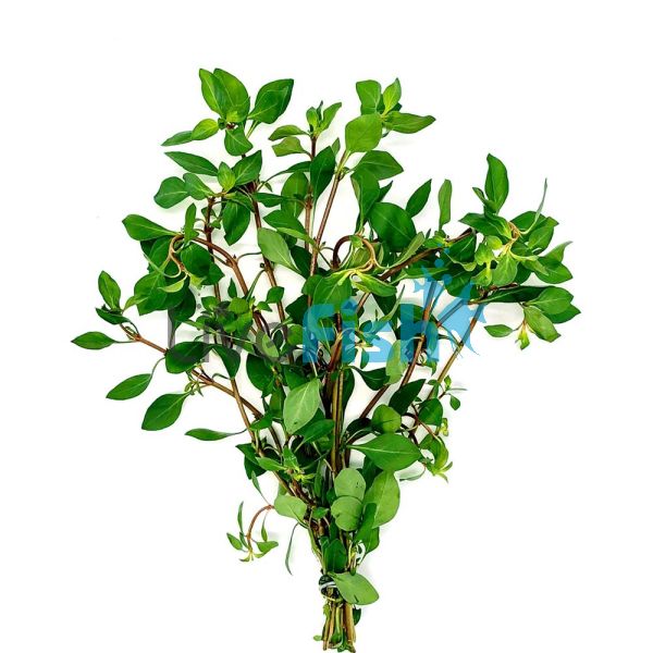 Ludwigia Bunch