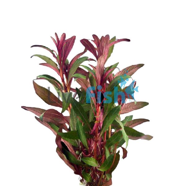 Red Ludwigia Bunch