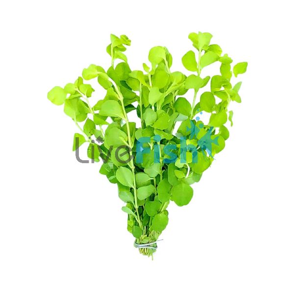 Gold Pennywort Bunch