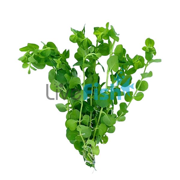 Green Pennywort Bunch