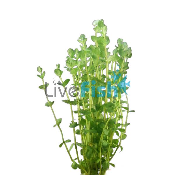 Rotala Rotundifolia - Emersed