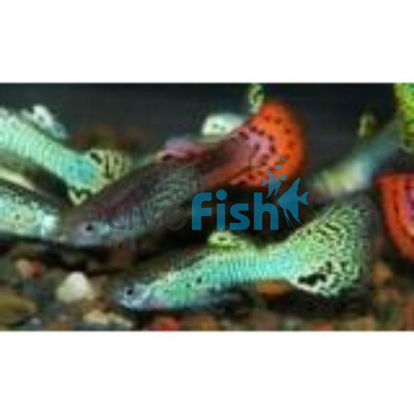 Christmas Display - Assorted Male Red & Green Guppy 3.5cm