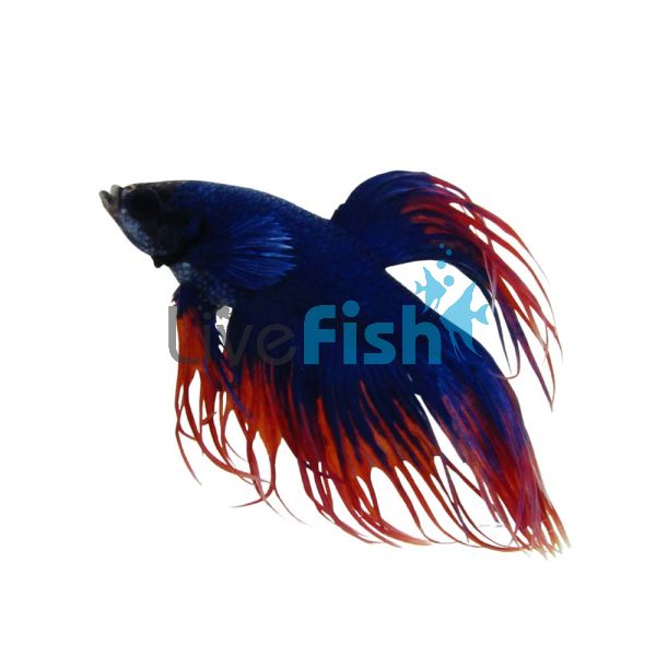 Male Betta Crown Grizzle Fancy Fighter 5cm