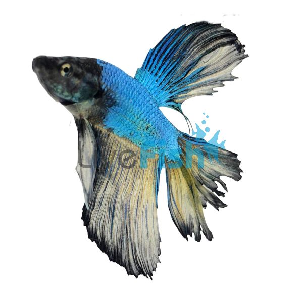 Male Betta Halfmoon 5cm (Below Standard)