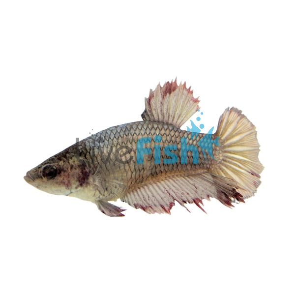 Female Halfmoon Betta 4cm