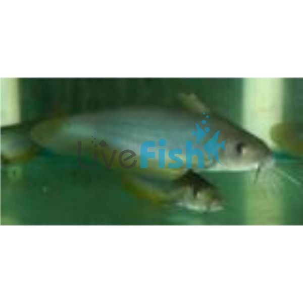 Golden Eel Tail Catfish 15cm