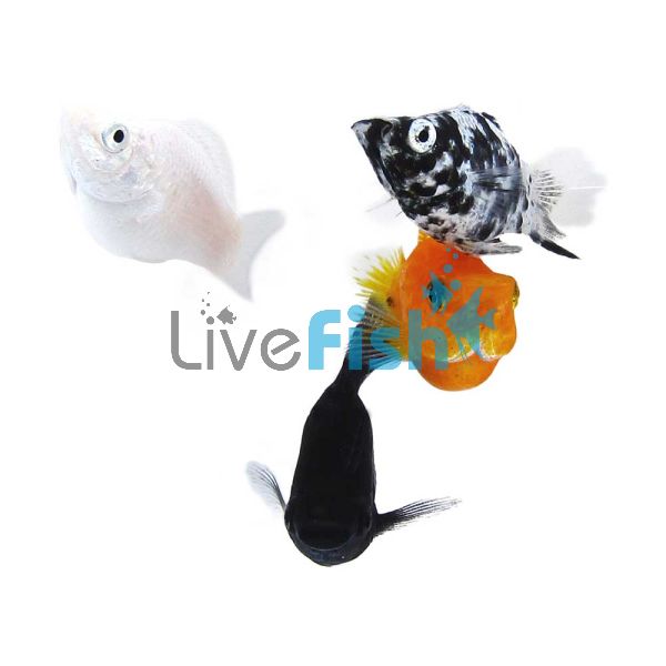 Assorted Balloon Molly 3.5cm