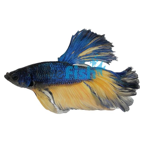 Assorted Male Select Rosetail Halfmoon Betta 5cm