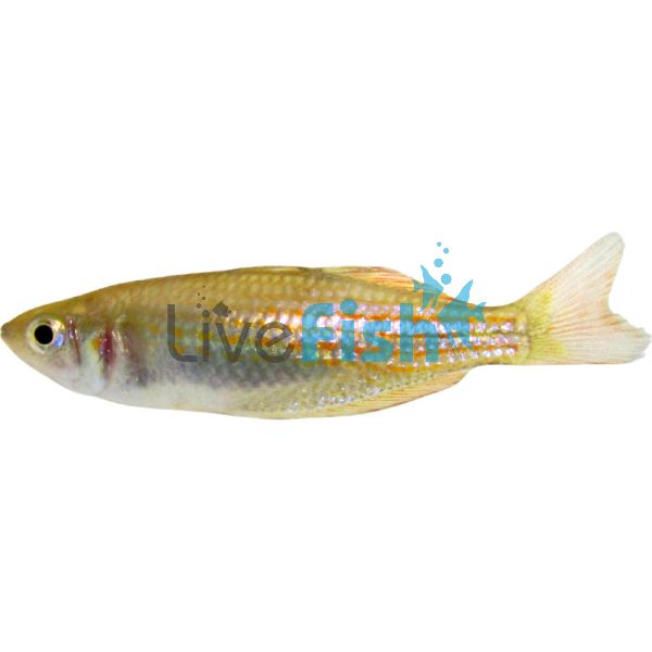 Wallaby Creek Rainbow Fish 4cm