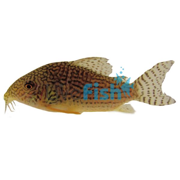 Corydoras Sterbai 4cm