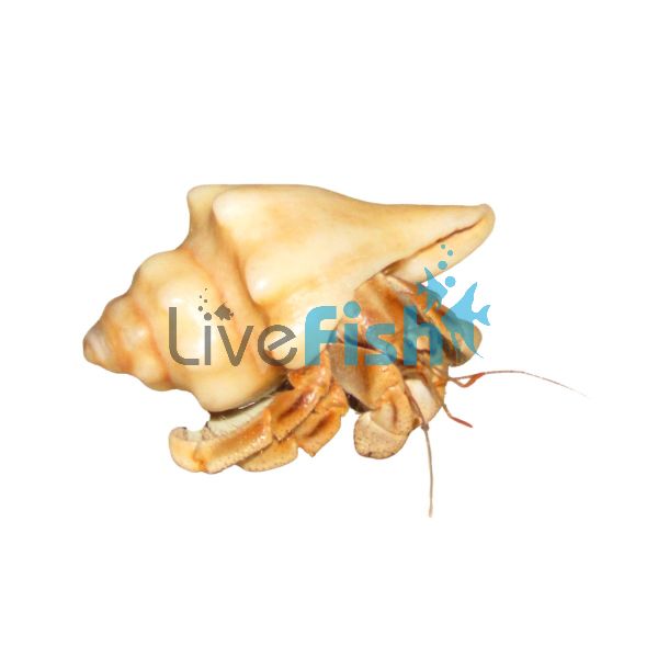Crab Land Hermit - Small