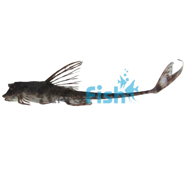 Whiptail Catfish 7cm