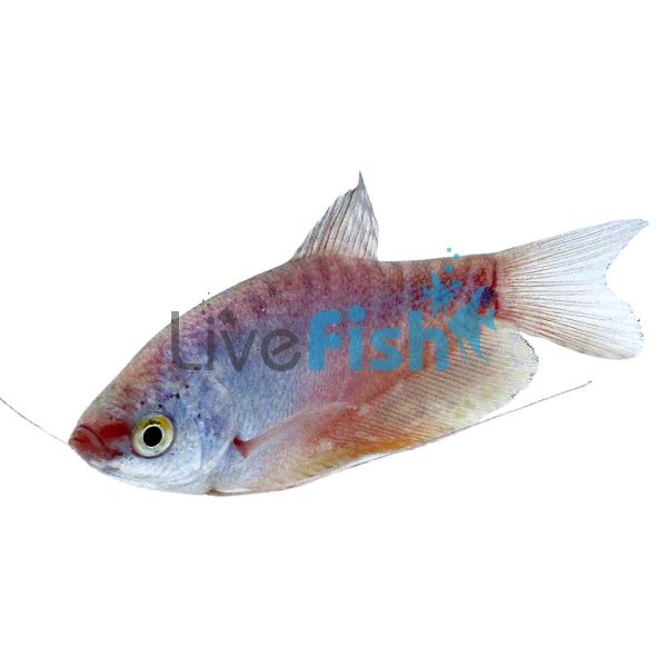 Platinum Gourami 5cm