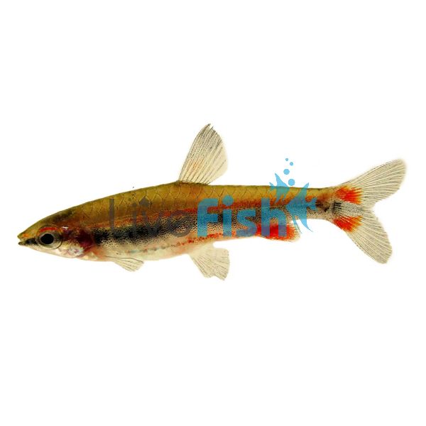 Golden Pencilfish - Red Form 3.5cm