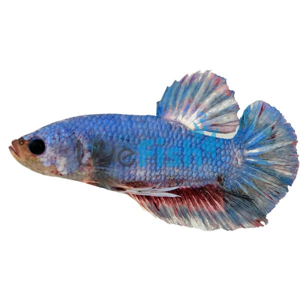 Male Fancy Plakat Betta 4cm - Select