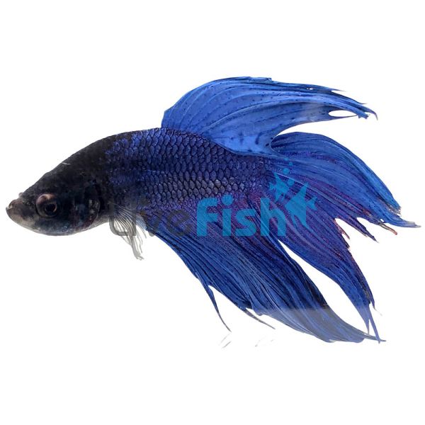 Male Blue Fighter 6cm