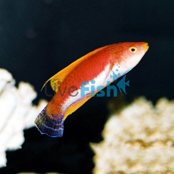 Matador Whipfin Fairy Wrasse - Medium