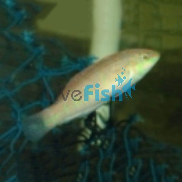 Nebulosus Wrasse - Medium