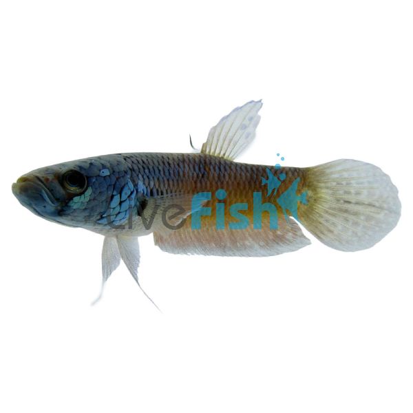 Male Betta SP. Bahiton Betta Pallifina 5cm