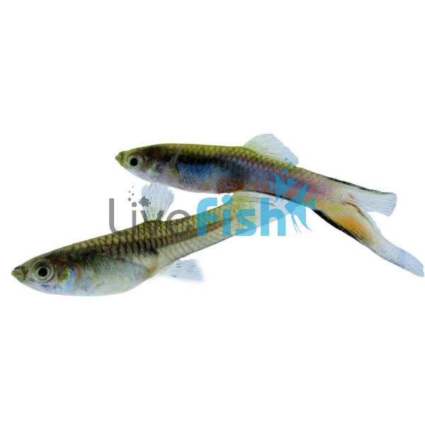 Pair Japan Blue Guppy 3cm