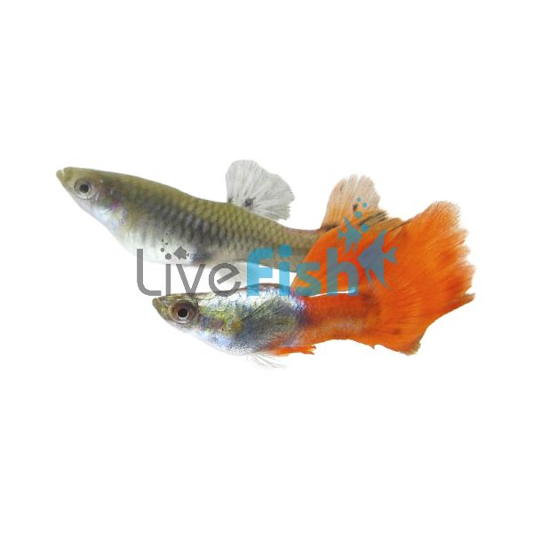 Pair Platinum Redtail Guppy 3.5cm