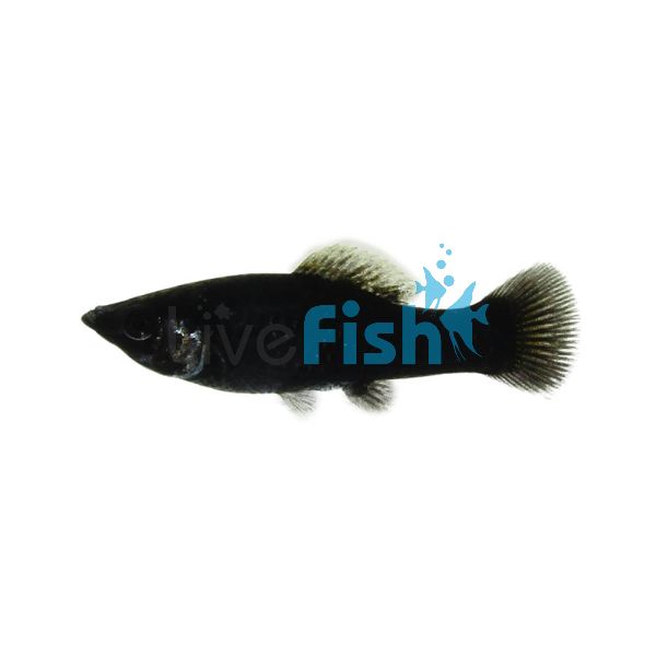 Black Molly 5cm