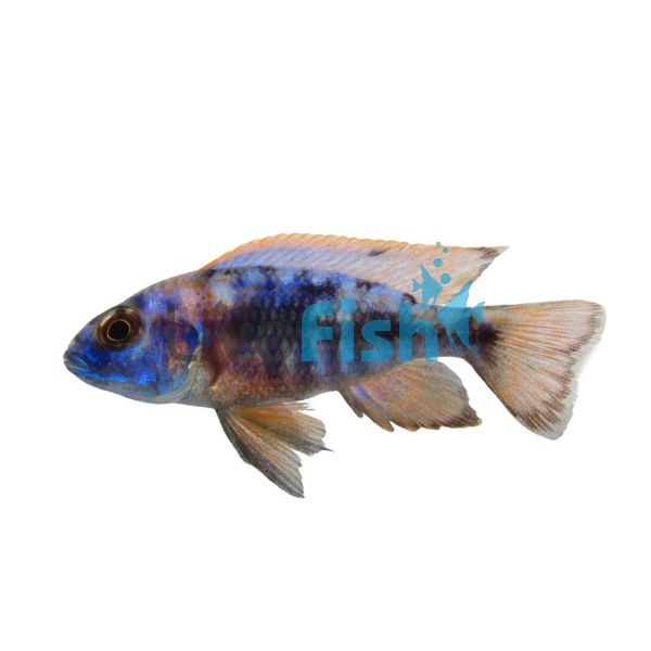 Red Shoulder Chiloelo 5cm