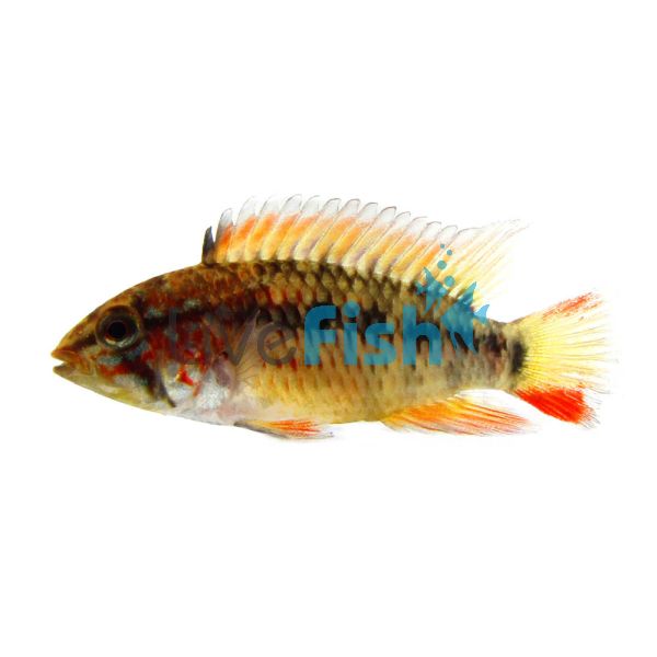 Viejita Red Neck 3cm