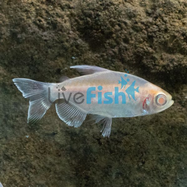 Congo Tetra Albino 3.5cm