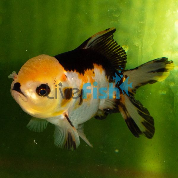 Tri Colour Oranda Goldfish 9cm