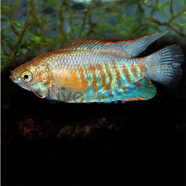 Indian Banded Gourami 5cm