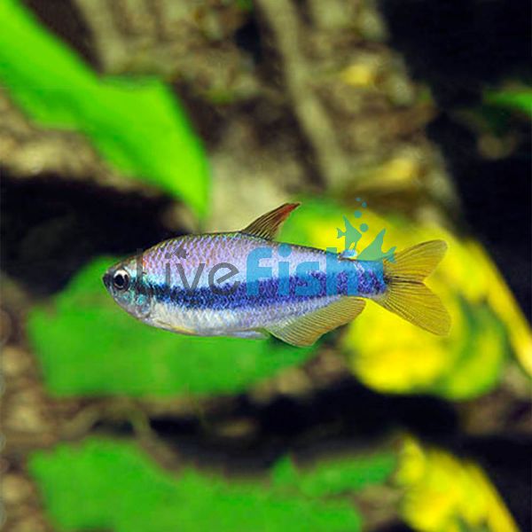 Kerri Tetra - Blue Emperor 3.5cm