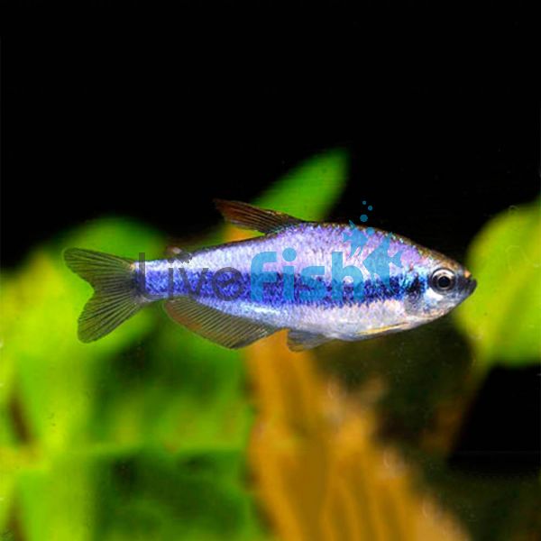 Blue Emperor Tetra - Kerri 4cm