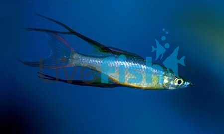 Threadfin Rainbow - Gulbuwangay River Nt 3cm