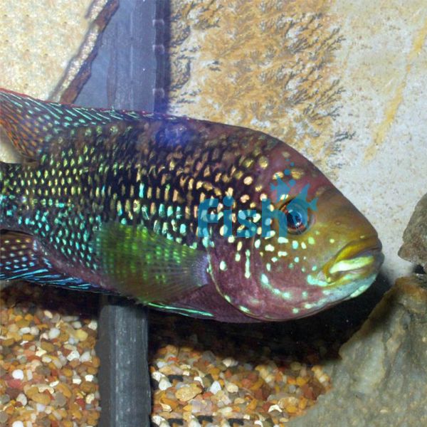 Jack Dempsey Cichlid 6cm