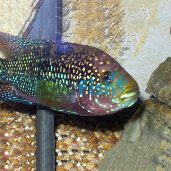 Jack Dempsey Cichlid 4cm